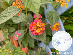 大潭郊遊徑 • 馬纓丹《1》