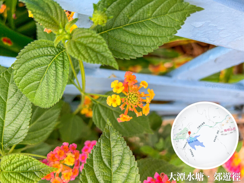 大潭郊遊徑 • 馬纓丹《2》