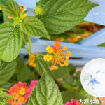 大潭郊遊徑 • 馬纓丹《2》