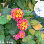 大潭郊遊徑 • 馬纓丹《3》