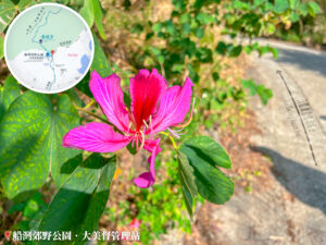 船灣郊野公園 • 大美督管理站《宮粉羊蹄甲》