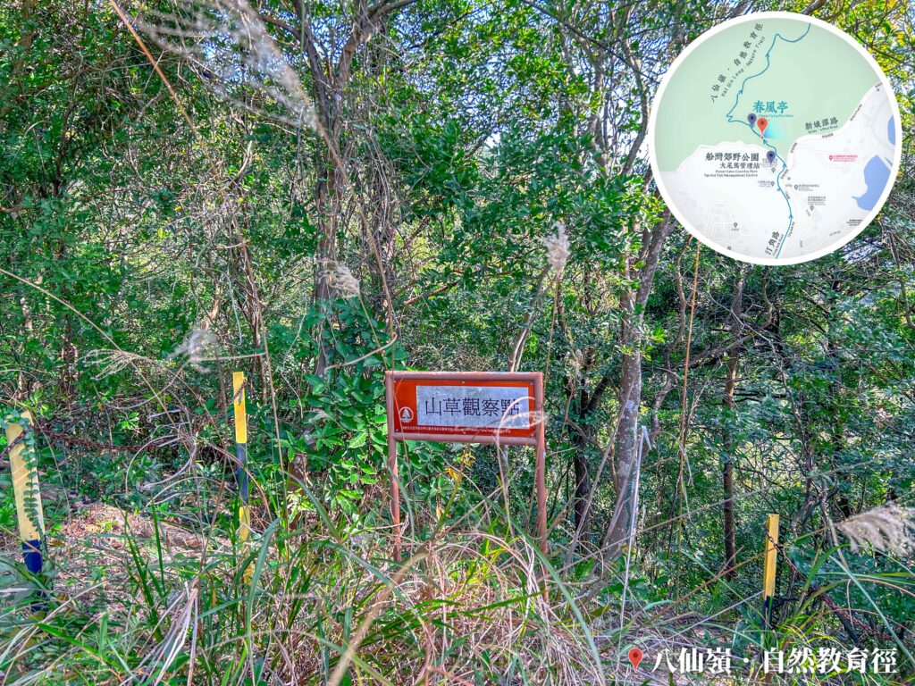 八仙嶺 • 自然教育徑《山草觀察點》