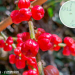 八仙嶺 • 自然教育徑《枸骨》