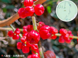 八仙嶺 • 自然教育徑《枸骨》