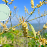 犂壁山 • 木薑子《1》