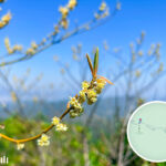 犂壁山 • 木薑子《2》