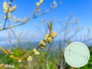 犂壁山 • 木薑子《2》