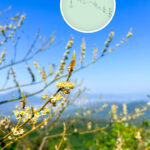 犂壁山 • 木薑子《3》