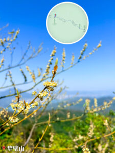 犂壁山 • 木薑子《3》