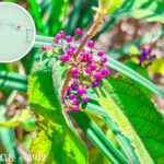 衛奕信徑 • 第9段《紫珠》