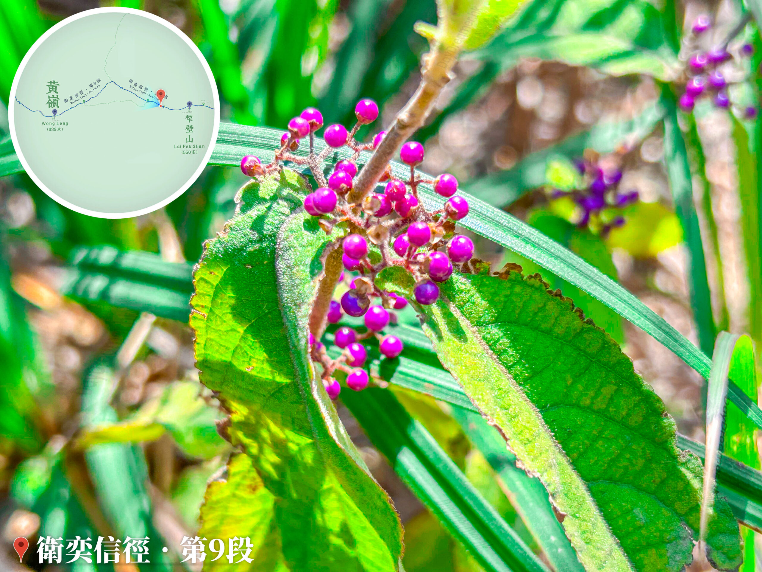 衛奕信徑 • 第9段《紫珠》