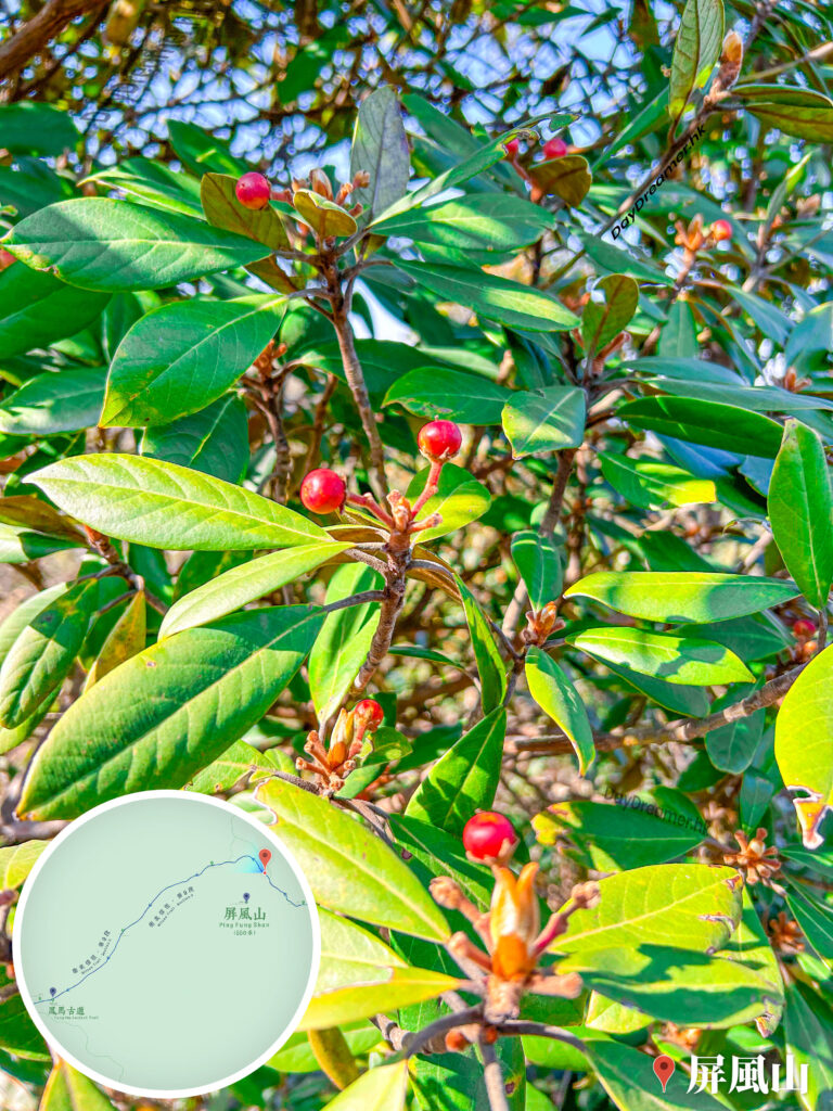 衛奕信徑 • 第9段《山大刀》