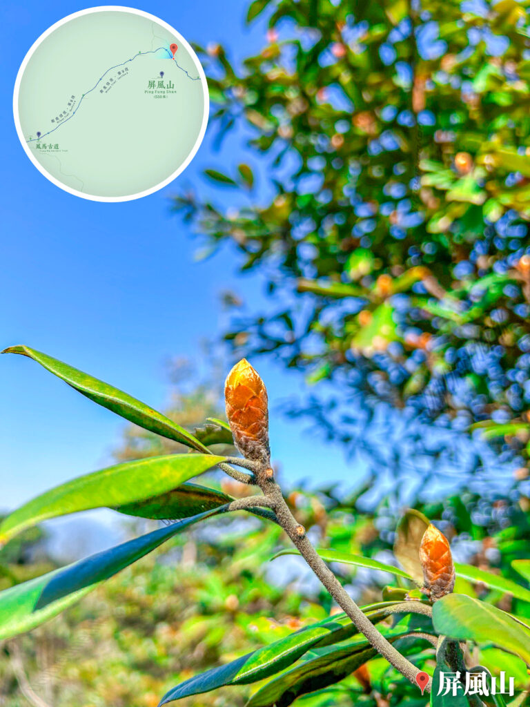衛奕信徑 • 第9段《不知名植物》