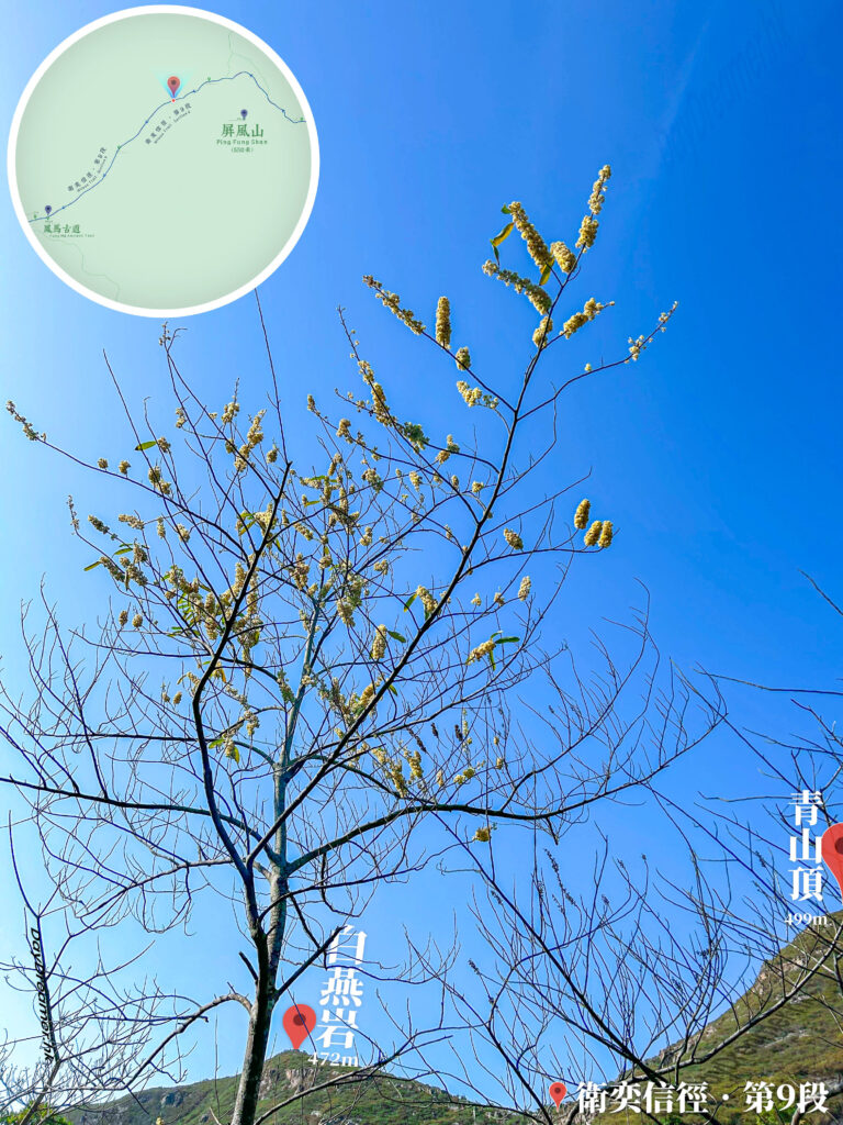 衛奕信徑 • 第9段《木薑子》