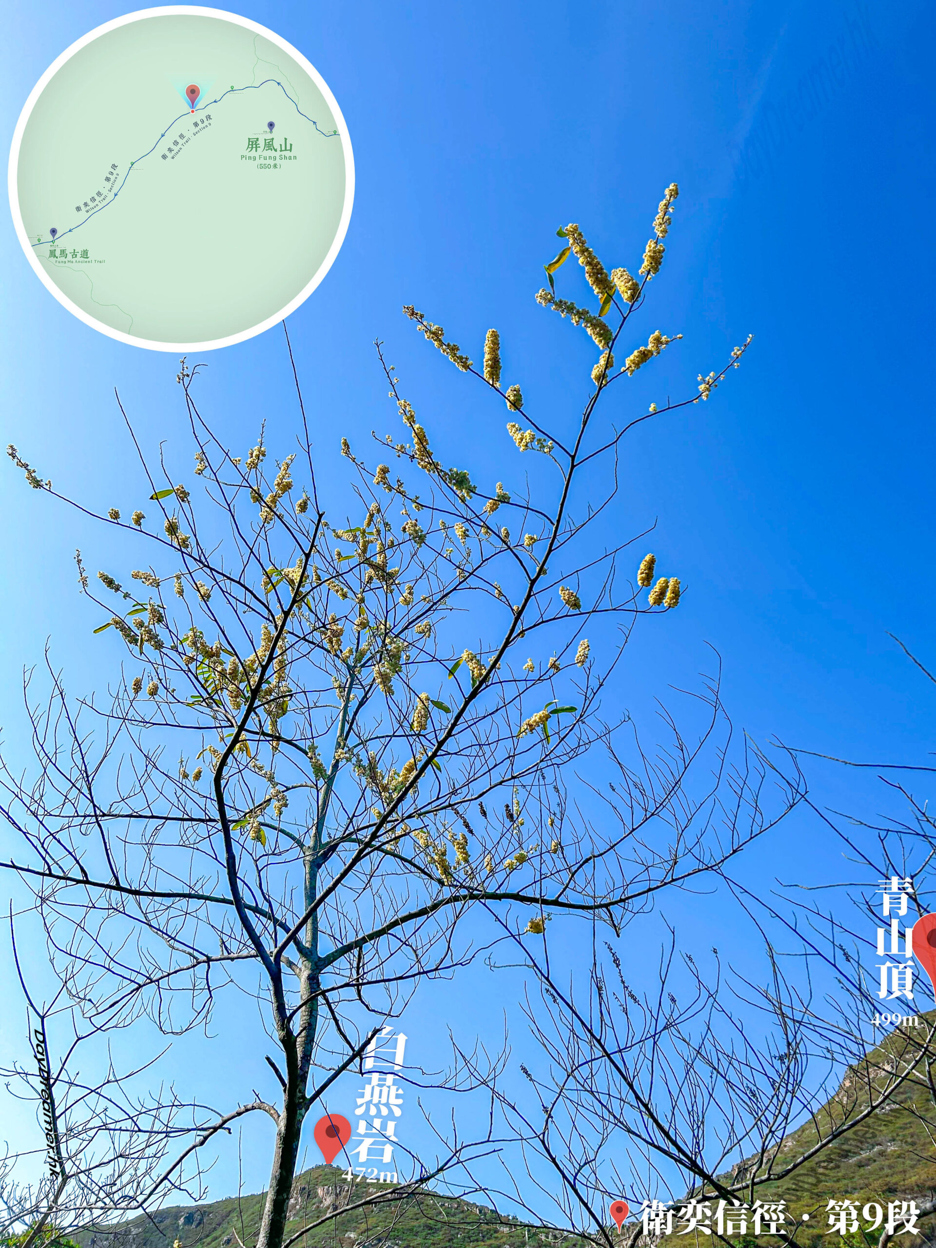 衛奕信徑 • 第9段《木薑子》