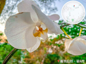 山中蘭花《3》