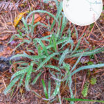 小草甘露《壹》