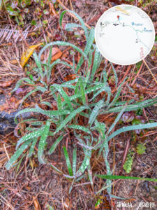 小草甘露《壹》