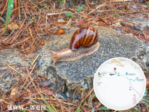 雨中蝸牛漫步《壹》