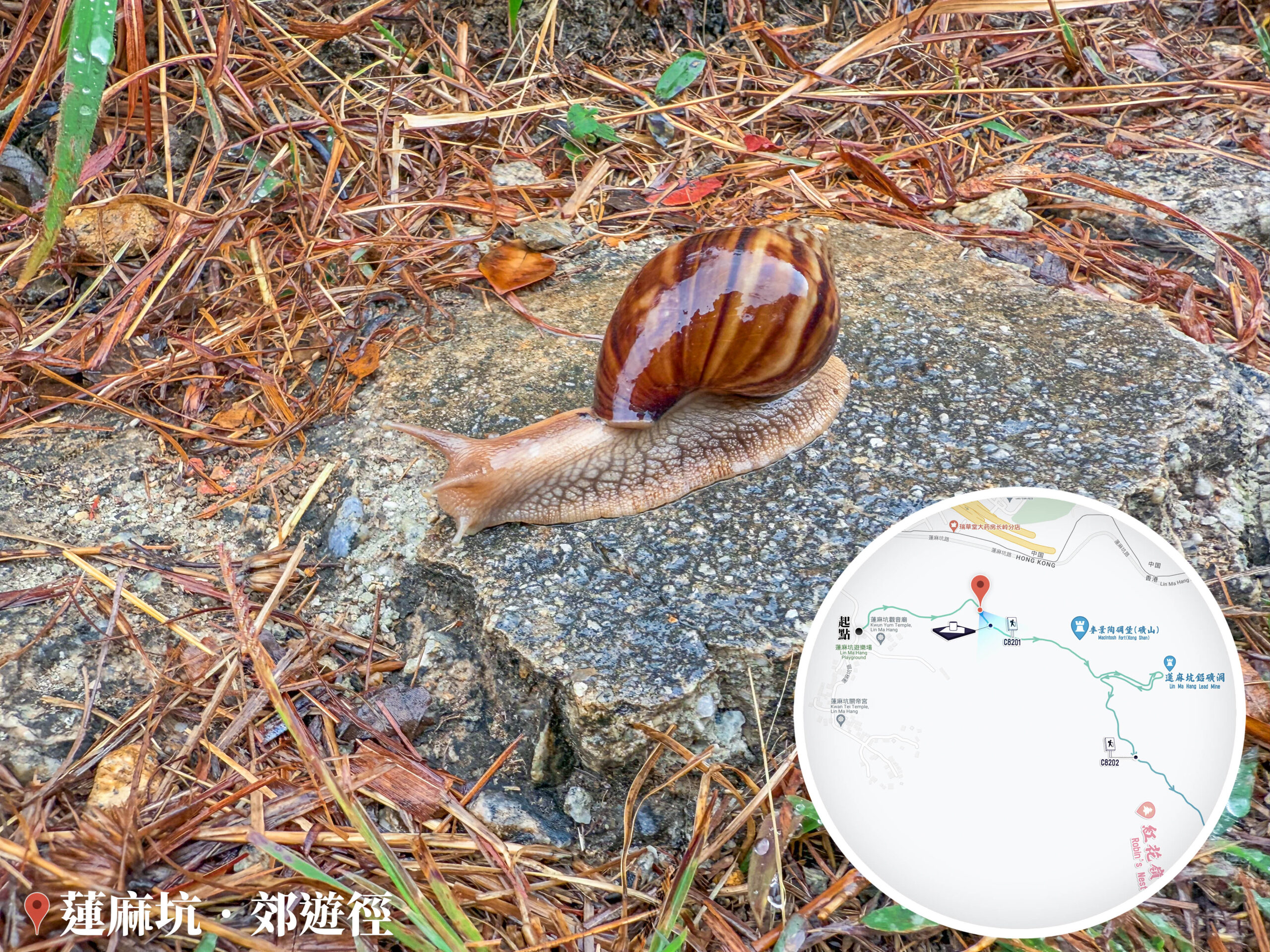 雨中蝸牛漫步《壹》