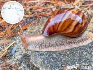 雨中蝸牛漫步《貳》