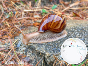 雨中蝸牛漫步《叄》