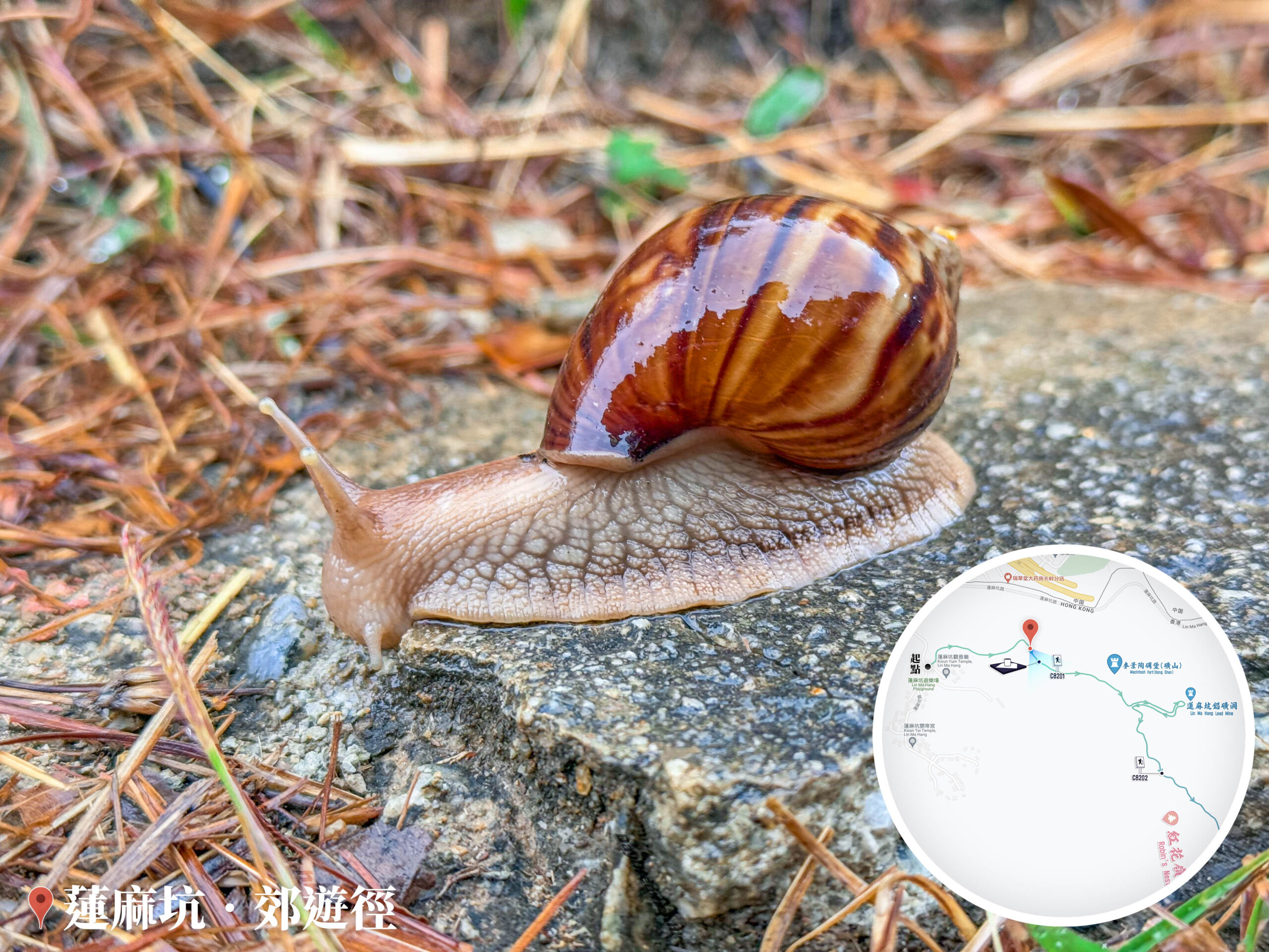 雨中蝸牛漫步《叄》