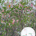 蓮麻坑郊遊徑 • 吊鐘花《壹》