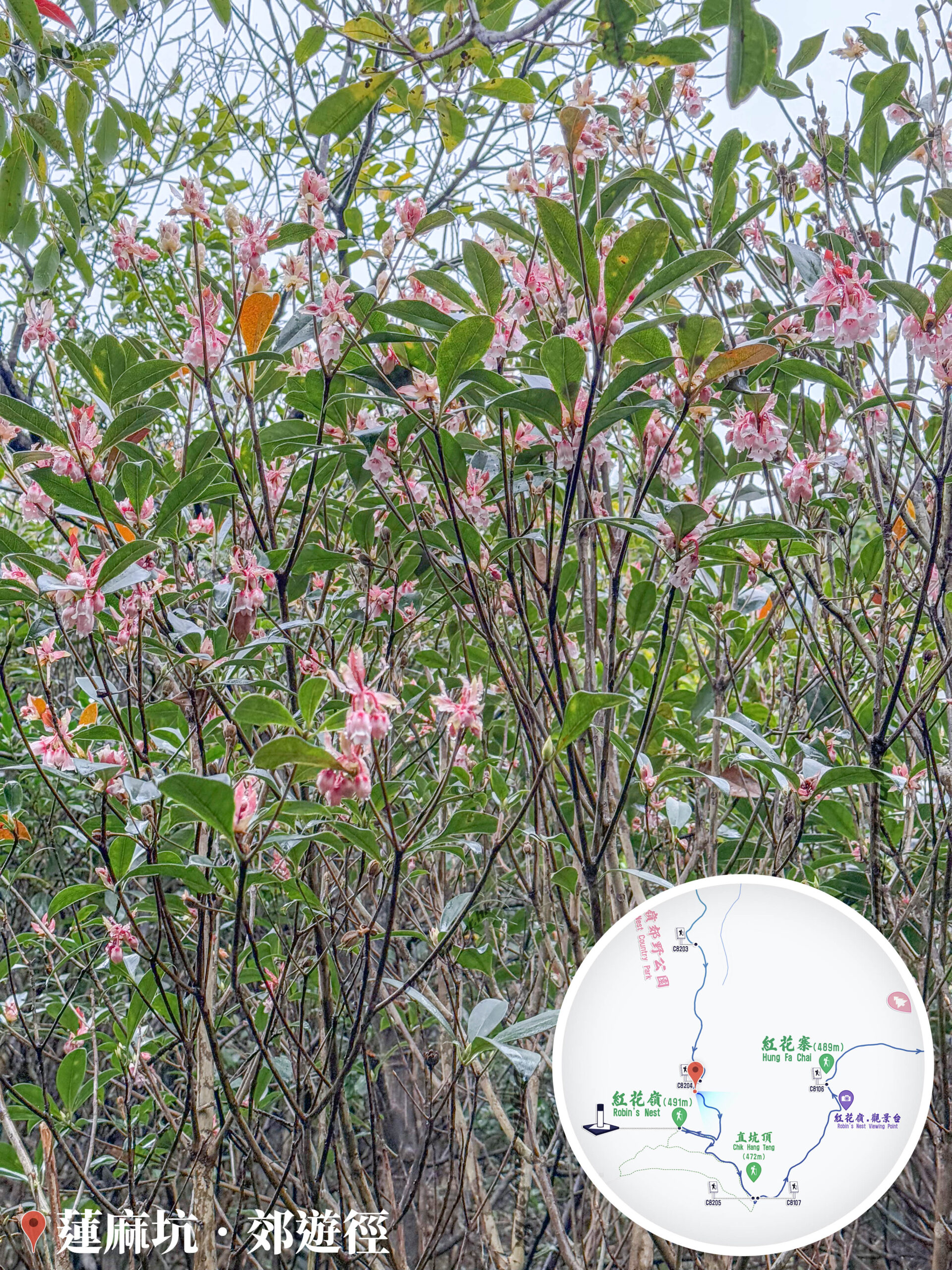 蓮麻坑郊遊徑 • 吊鐘花《壹》