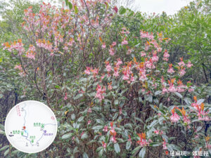 蓮麻坑郊遊徑 • 吊鐘花《貳》