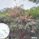 蓮麻坑郊遊徑 • 吊鐘花《叄》