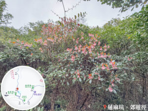 蓮麻坑郊遊徑 • 吊鐘花《叄》