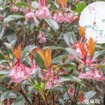 蓮麻坑郊遊徑 • 吊鐘花《肆》