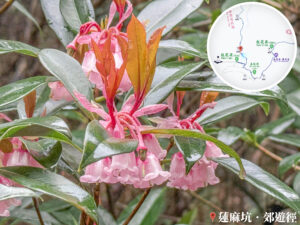 蓮麻坑郊遊徑 • 吊鐘花《伍》