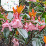 蓮麻坑郊遊徑 • 吊鐘花《陸》