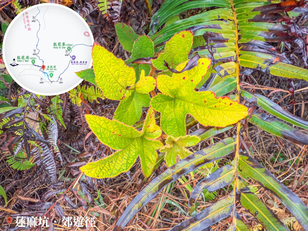 小草甘露《鏽毛莓 / 蛇泡勒 》