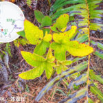 小草甘露《鏽毛莓 / 蛇泡勒 》