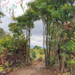 大自然手工 • 植物拱門《叄》
