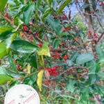 凹葉冬青《壹》