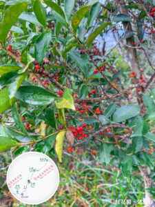 凹葉冬青《壹》