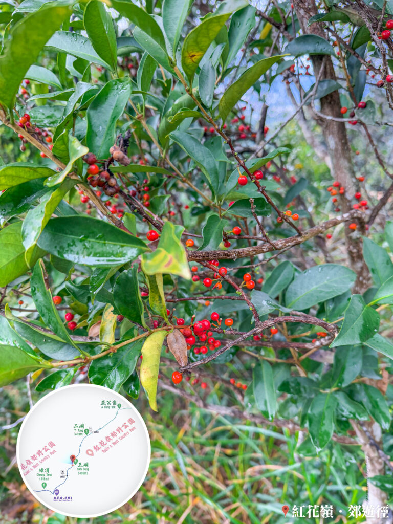 凹葉冬青《壹》