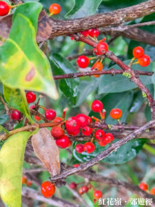 凹葉冬青《貳》