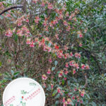 紅花嶺郊遊徑 • 吊鐘花《壹》