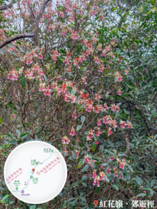紅花嶺郊遊徑 • 吊鐘花《壹》