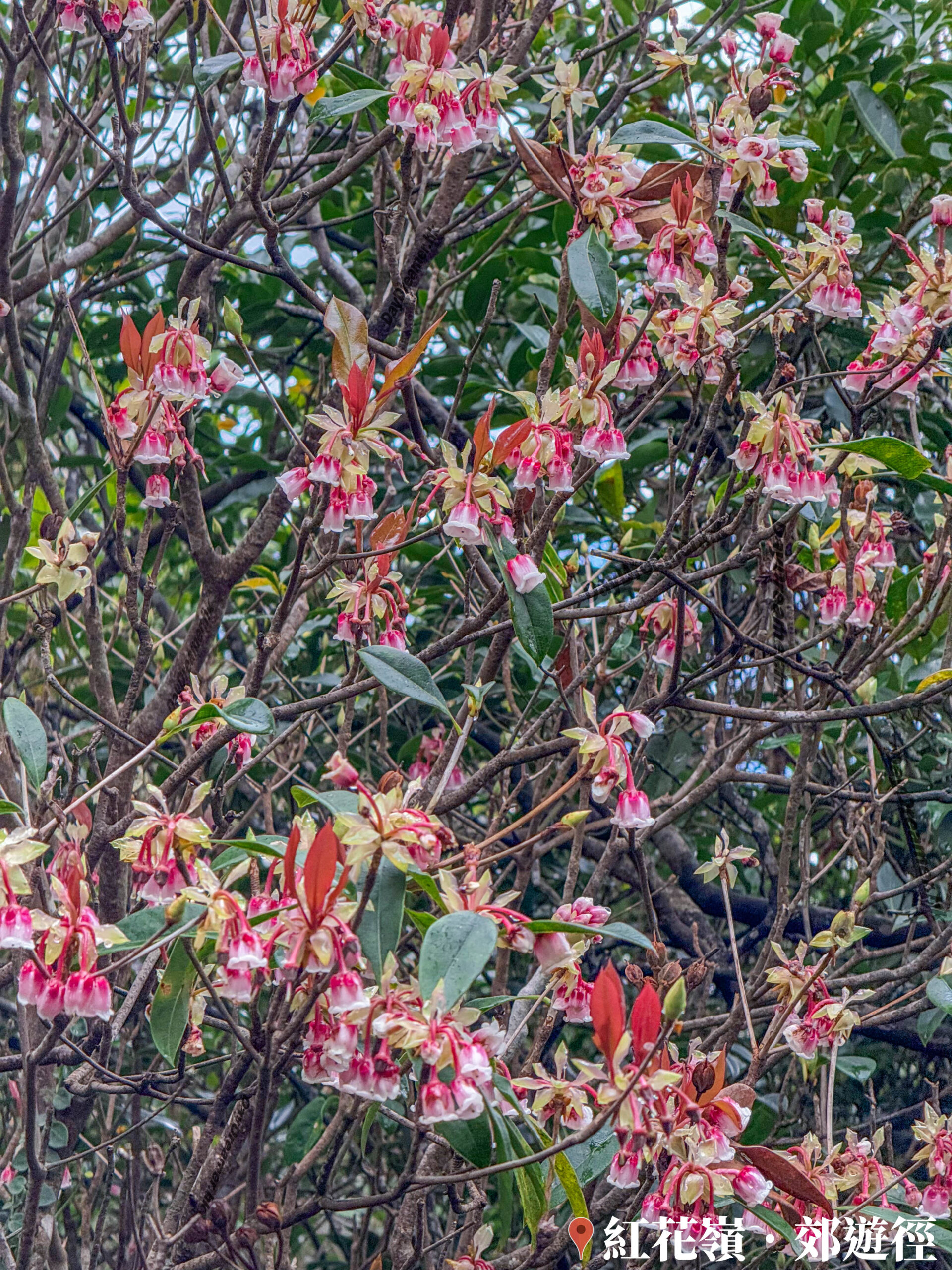 紅花嶺郊遊徑 • 吊鐘花《貳》