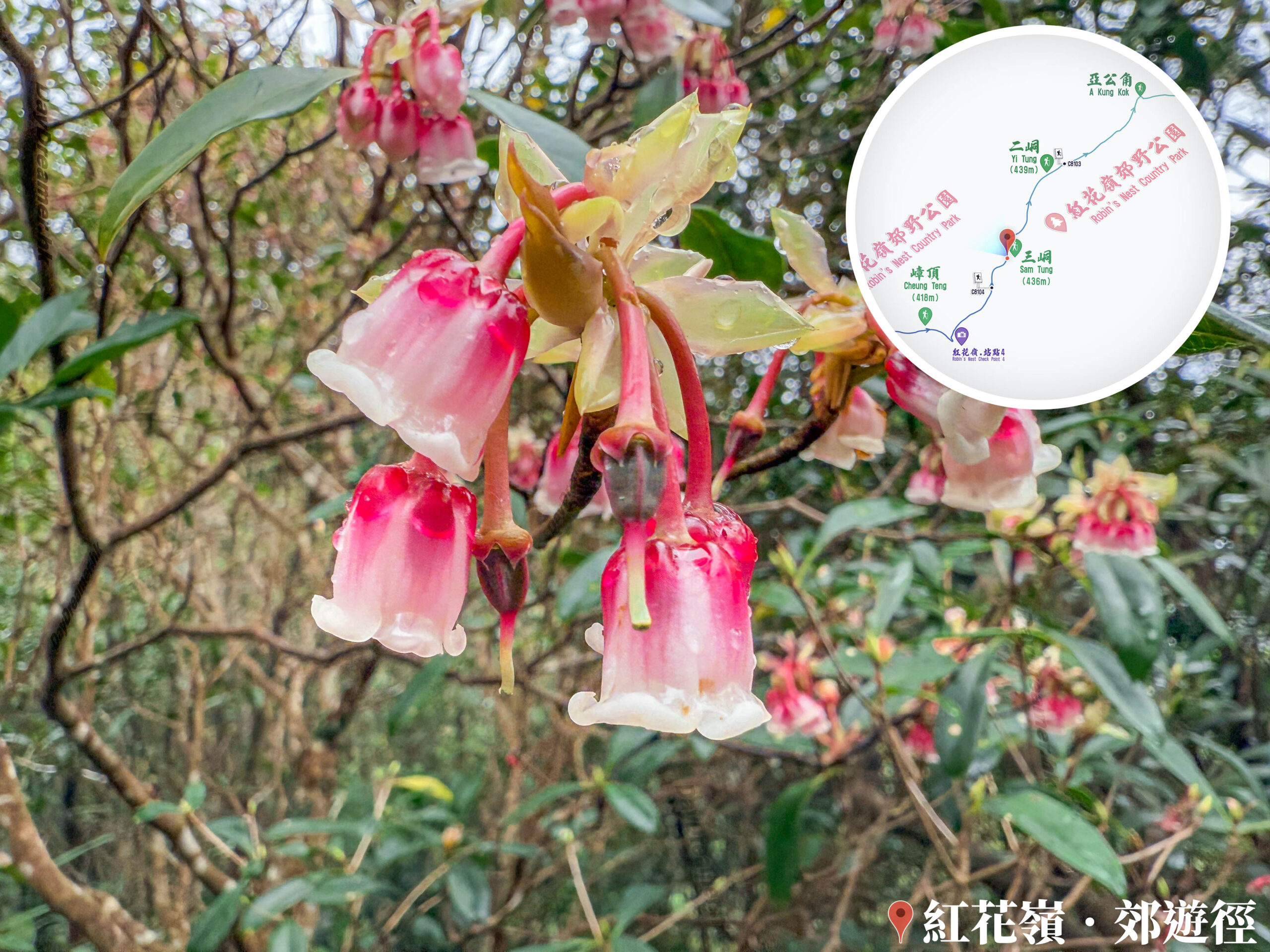紅花嶺郊遊徑 • 吊鐘花《叄》