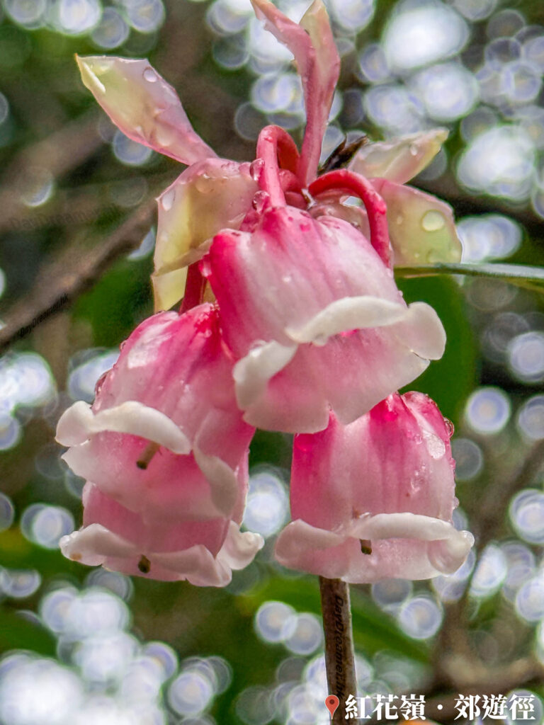 紅花嶺郊遊徑 • 吊鐘花《伍》