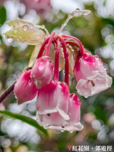 紅花嶺郊遊徑 • 吊鐘花《陸》