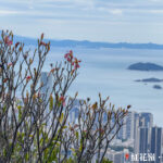 遠眺 • 吉澳 / 鴨洲《肆》