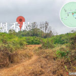 九担租 • 楓香林